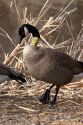 A canada goose with a tag around it's neck.
