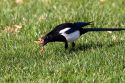 Magpie eating a worm.