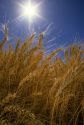 Wheat being backlit by the sun.