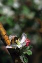 Honey bee on apple blossoms.