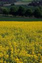 A rapeseed field in Rural France.