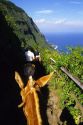 Mule ride to the Kalaupapa peninsula on Molokai, Hawaii.