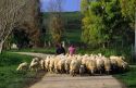 Sheep farmers with flock in Sardinia, Italy.