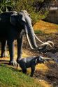Models of a Mammoth at the La Brea Tar Pits in Los Angeles, California.