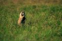 Prairie Dog.