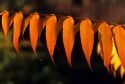 Sumac leaves with fall color.