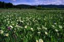 A mountain meadow of wildflowers near Stanley, Idaho.