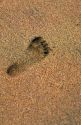 A foot print in the sandy beach, Kauai, Hawaii.