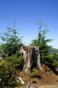 A tree stump remains from a clearcutting logging operation along with new growth from reforestation near Seaside, Oregon.