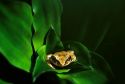 Coqui frog in Puerto Rico.