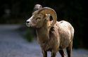 Mountain sheep.