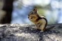 Golden Mantle ground squirrel in Cascade, Idaho.