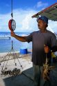 Puerto Rican fisherman weighing lobster on Vieques Island in Puerto Rico.