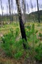 A small lodgepole pine trees grow among burned trees from a forest fire.  Photo taken in 1992, three growth years after 1988 Yellowstone Park Fire in Wyoming.