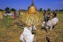 Nomad farm workers harvesting sugar cane near Ellora, India.