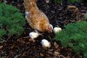 A mother hen with her chicks.