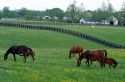 Horse graze in a pasture near Lexington, Kentucky.
