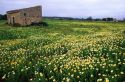 A field of wildflowers at Majorca, Spain.