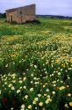 A field of wildflowers at Majorca, Spain.