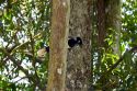 Plush crested jays in the jungle near Iguazu, Argentina.