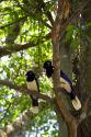 Plush crested jays in the jungle near Iguazu, Argentina.