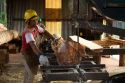 Sawyer cutting logs at a lumber mill in Argentina.