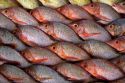 Display of fish at a market in Papeete on the island of Tahiti.