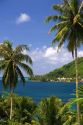 Lagoon and palm trees at Cook's Bay on the island of Moorea.