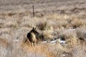 Coyote in the Nevada desert.