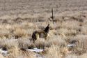 Coyote in the Nevada desert.