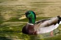 Mallard duck drake swims at Balboa Park in San Diego, California.