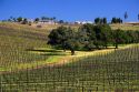 Vineyard near Santa Maria, California.