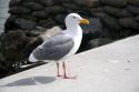 A California gull in San Francisco, California.