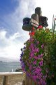 Flower display and gull in Sausalito, California.