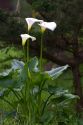 White calla lily in Monterey, California.