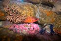 Colorful coral display with sea creatures at the Monterey Bay Aquarium in Moterey, California.