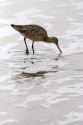 Marbled Godwit shorebird wintering along the California Coast in Santa Cruz.