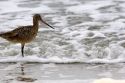 Marbled Godwit shorebird wintering along the California Coast in Santa Cruz.