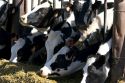 Holstein Dairy cows feeding, Idaho.