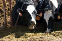Holstein Dairy cows feeding, Idaho.