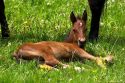 Foal in a field near Berlin, Ohio.