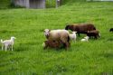 Sheep in the grass on a farm near Berlin, Ohio.