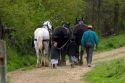 Amish father and daughters with a team of horses near Berlin, Ohio.