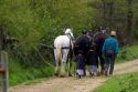 Amish father and daughters with a team of horses near Berlin, Ohio.