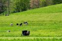 Amish horse and buggy near Berlin, Ohio.