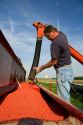Farmer loading a planter with soy bean seeds near Defiance, Ohio.