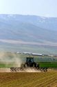 Cultivating sugar beets near Burley, Idaho.