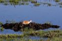 Sandhill crane nesting on the Camas Prairie of idaho.