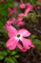 Dogwood tree blossom.