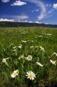 Wild daisies in a mountain meadow near Cascade, Idaho.